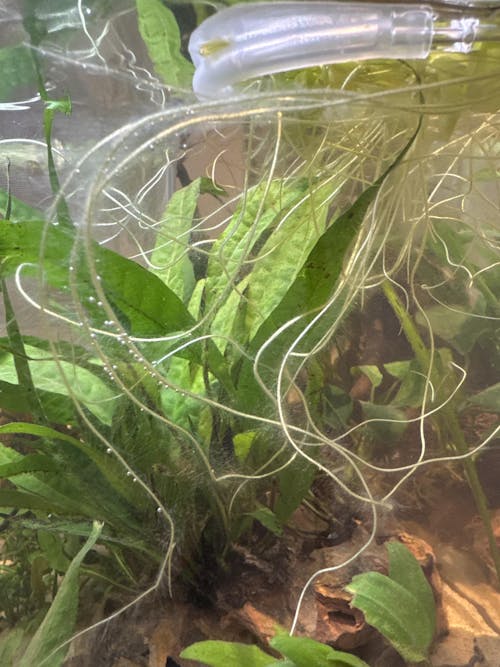 Limnobium laevigatum portion (Amazon frogbit)