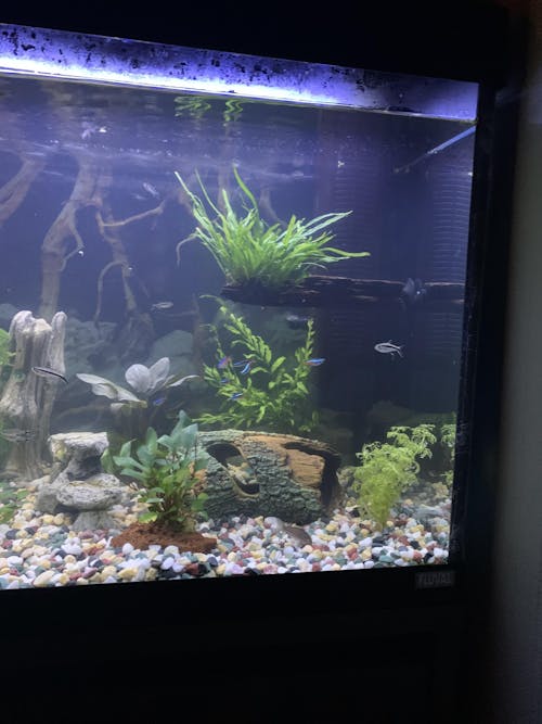 Lagenandra meeboldi Red on Driftwood