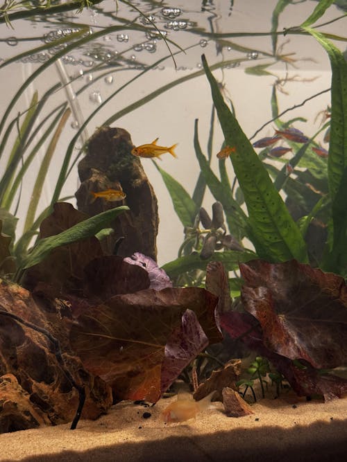 Nymphaea lotus with leaves Potted (Tiger Lotus)