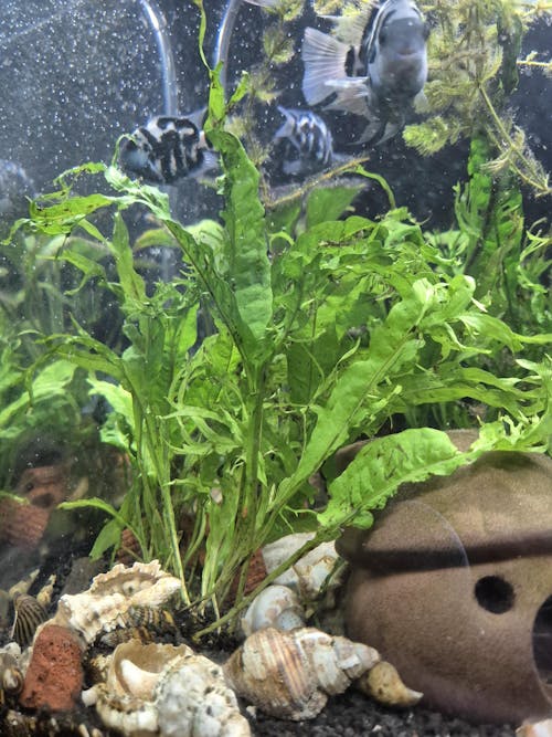 Microsorum windelov on Wood - Small