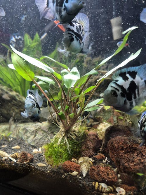 Cryptocoryne with Moss On Lava - Mini