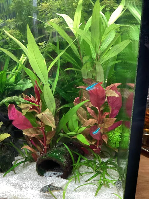 Alternanthera rosanervig