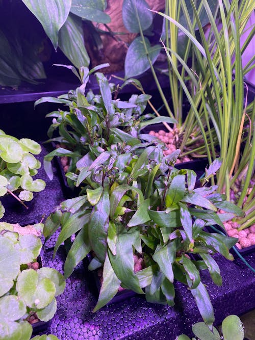 Hygrophila corymbosa thailands