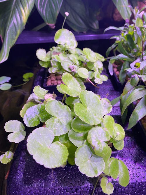 Hydrocotyle leucocephala (Brazilian pennywort)