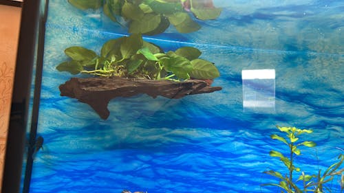 Anubias on Driftwood - Floating