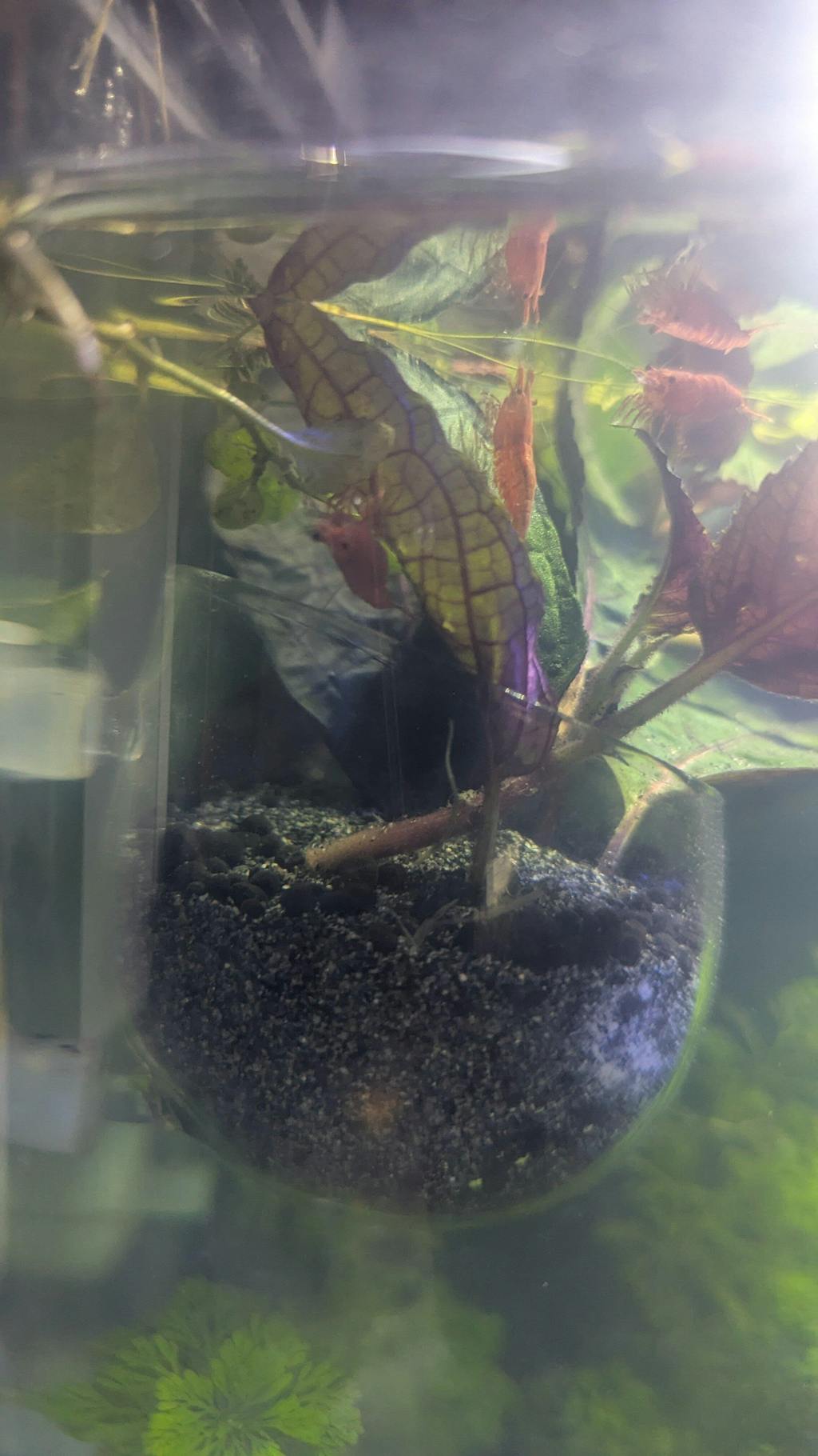 Superfish Scapers Plant Pot - Large