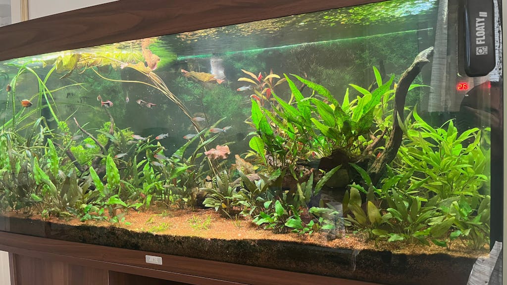 Neutro CO₂ - Liquid Carbon for planted aquariums