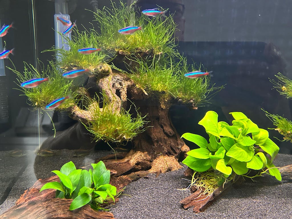 Bonsai Tree with Moss - Medium Size