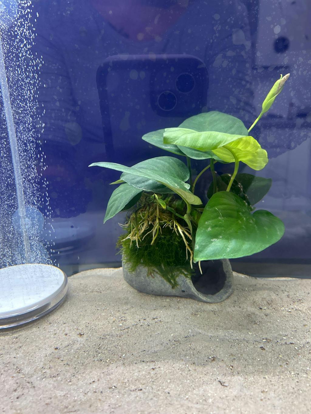 Mossy Fish Cave with Anubias