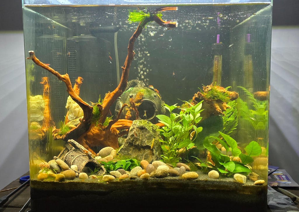 Scaped For You Collection - Layout 28 (54L) Medium