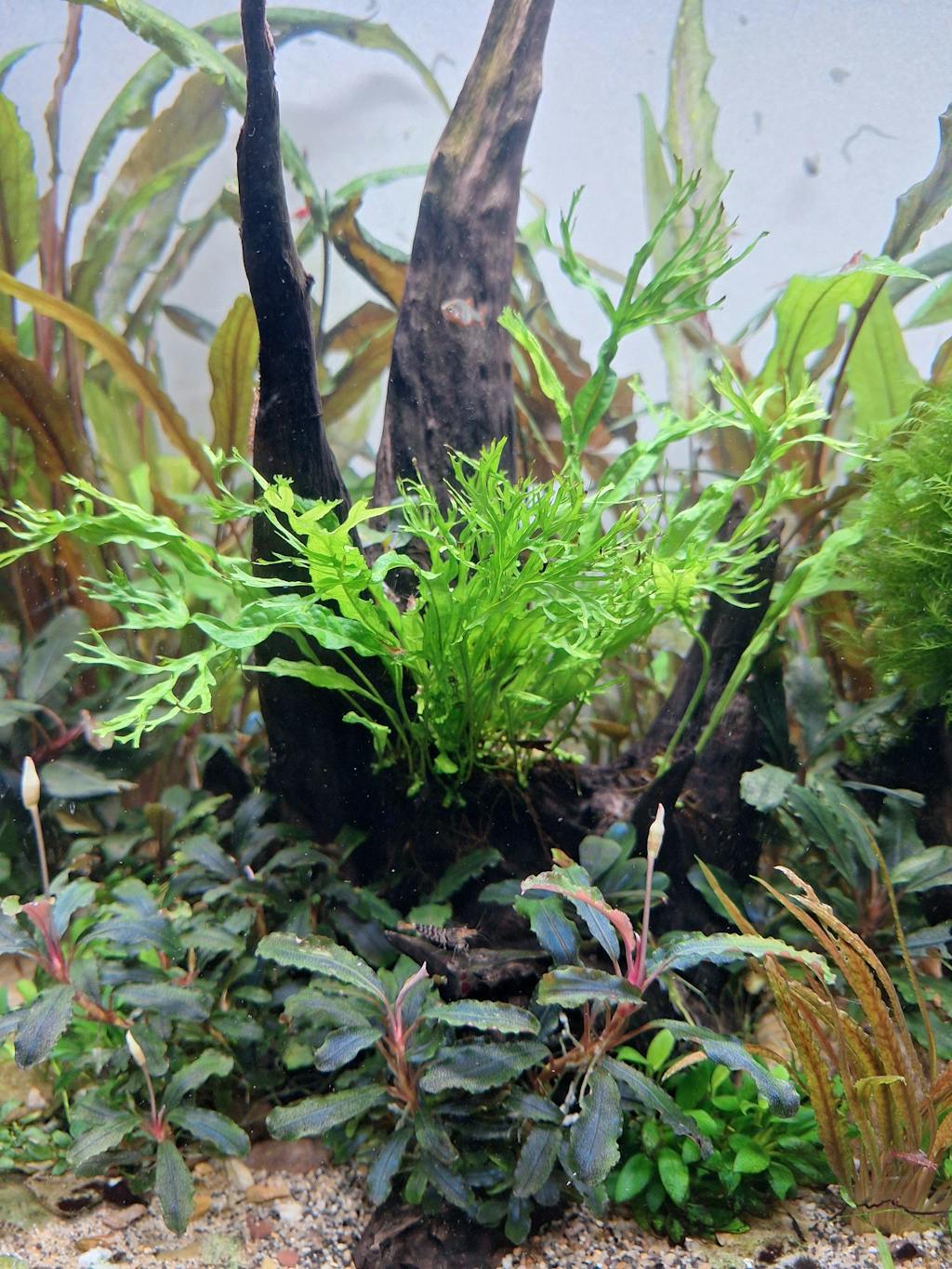 Microsorum pteropus Windelov