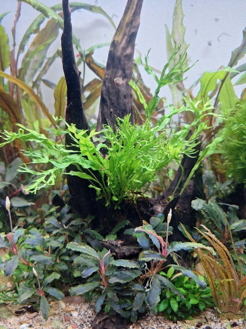 Microsorum pteropus Windelov