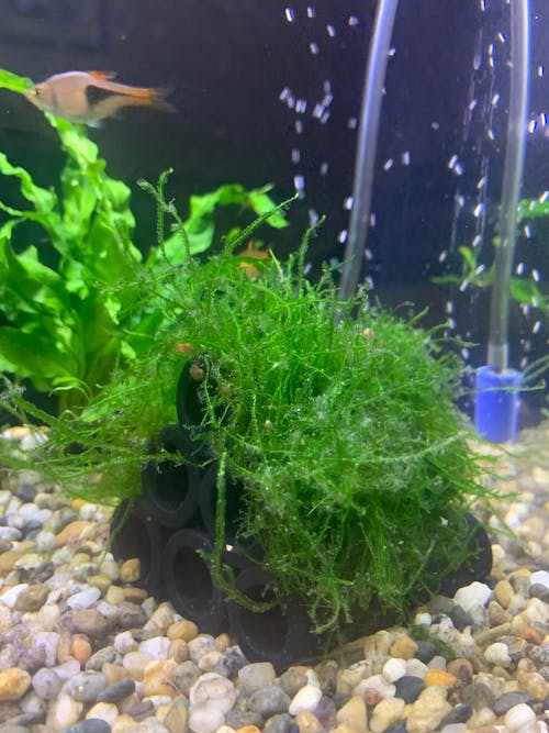 Java Moss Shrimp Shelter - Natural Ceramic Hide with Live Moss