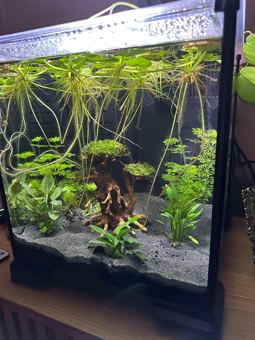 Bonsai Tree with Moss - Mini Size