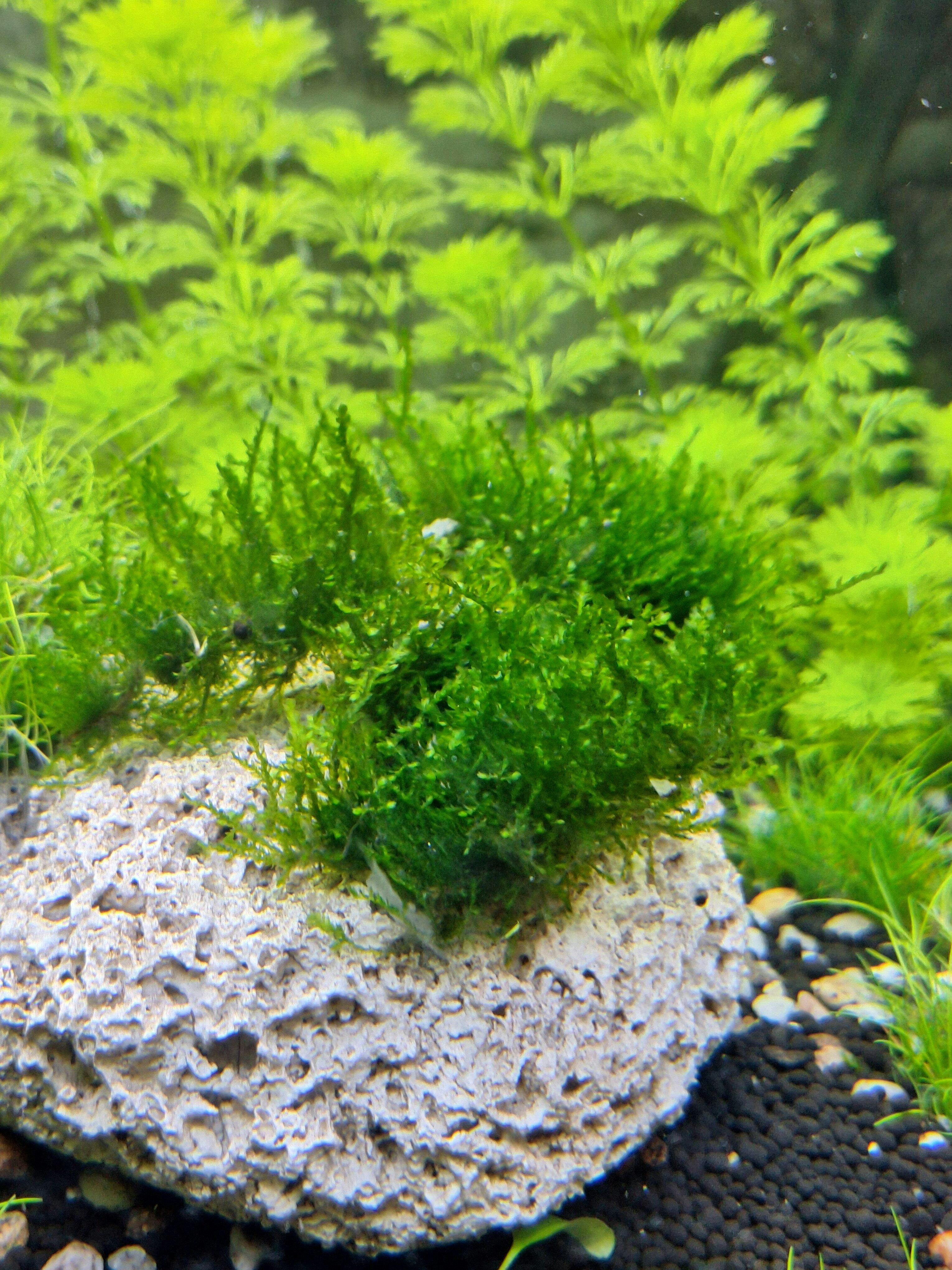 Bucephalandra on Wood with Moss - Nano
