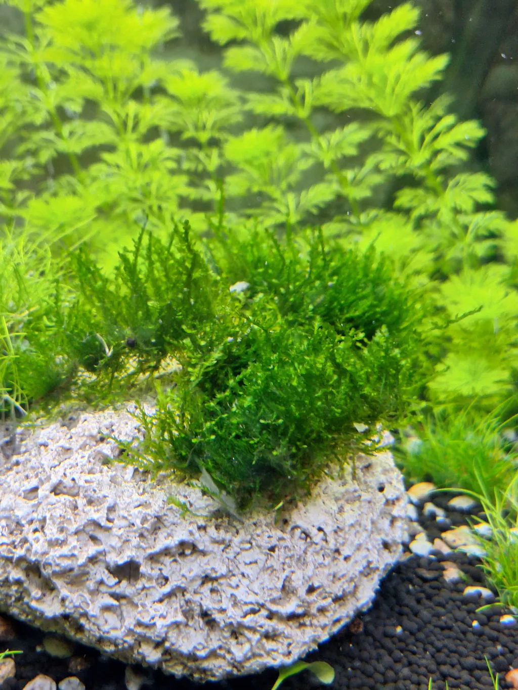 Tropica Vesicularia ferriei 'Weeping' 1-2-GROW!