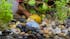 Blue Mystery Snail Juveniles