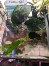 Anubias on Cholla Wood