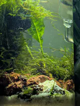 8x8cm Rare Fissidens sp. "Nobilis"