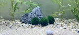 Marimo Moss Ball