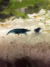 Blue Cherry Shrimp