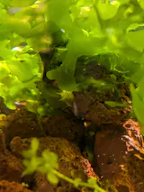 Scuds (Live Fish Food)