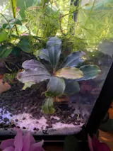 Bucephalandra Pandora