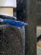 Blue Cherry Shrimp