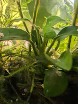 Anubias Pangolino