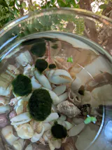 Marimo Moss Ball