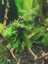 Alternanthera Reinekii "Mini"