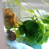 Pink Ramshorn Snail