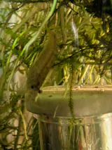 Amano Shrimp