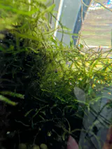 Christmas Moss