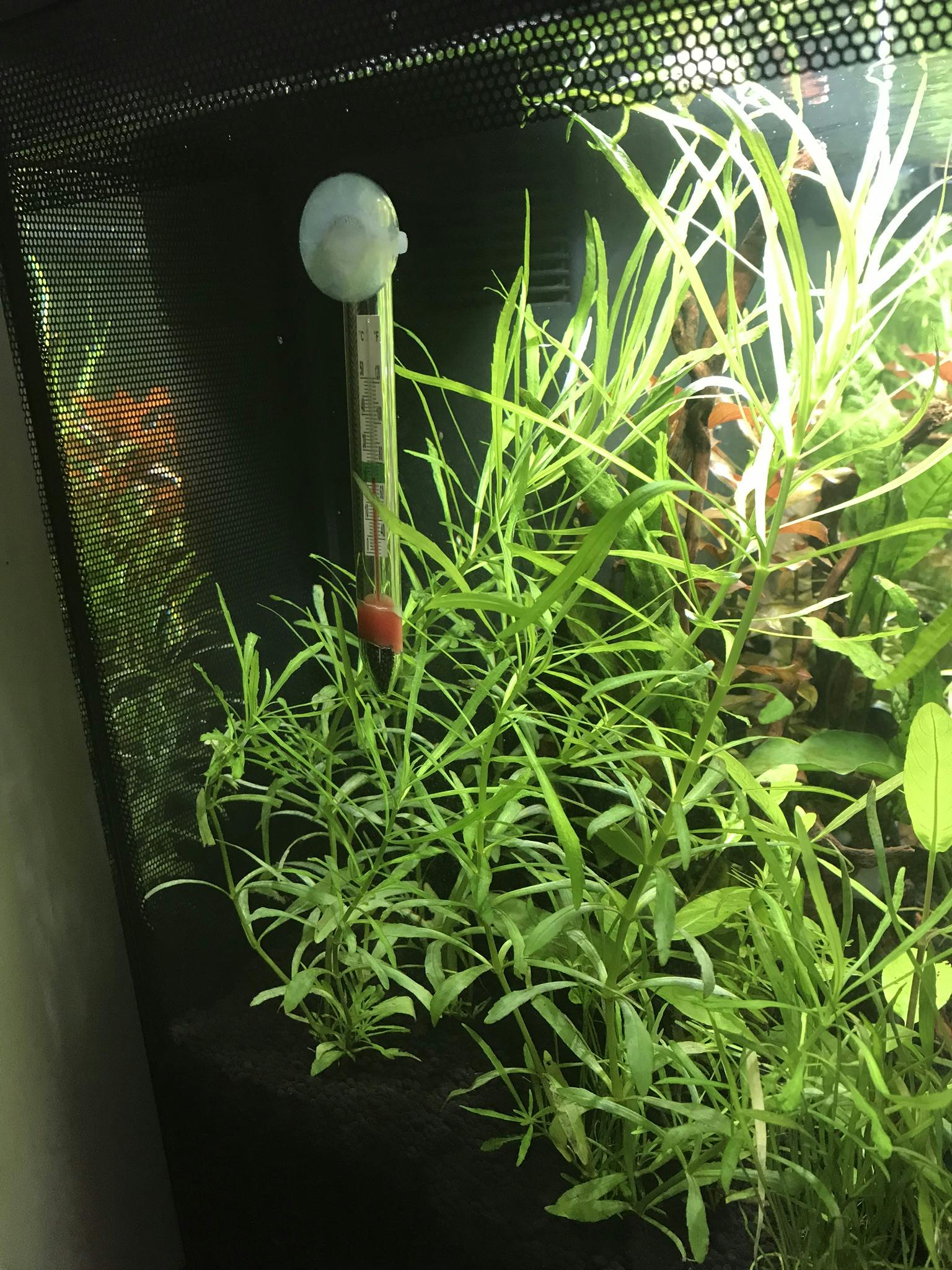 Aquarium CoOp Pogostemon Stellatus Octopus