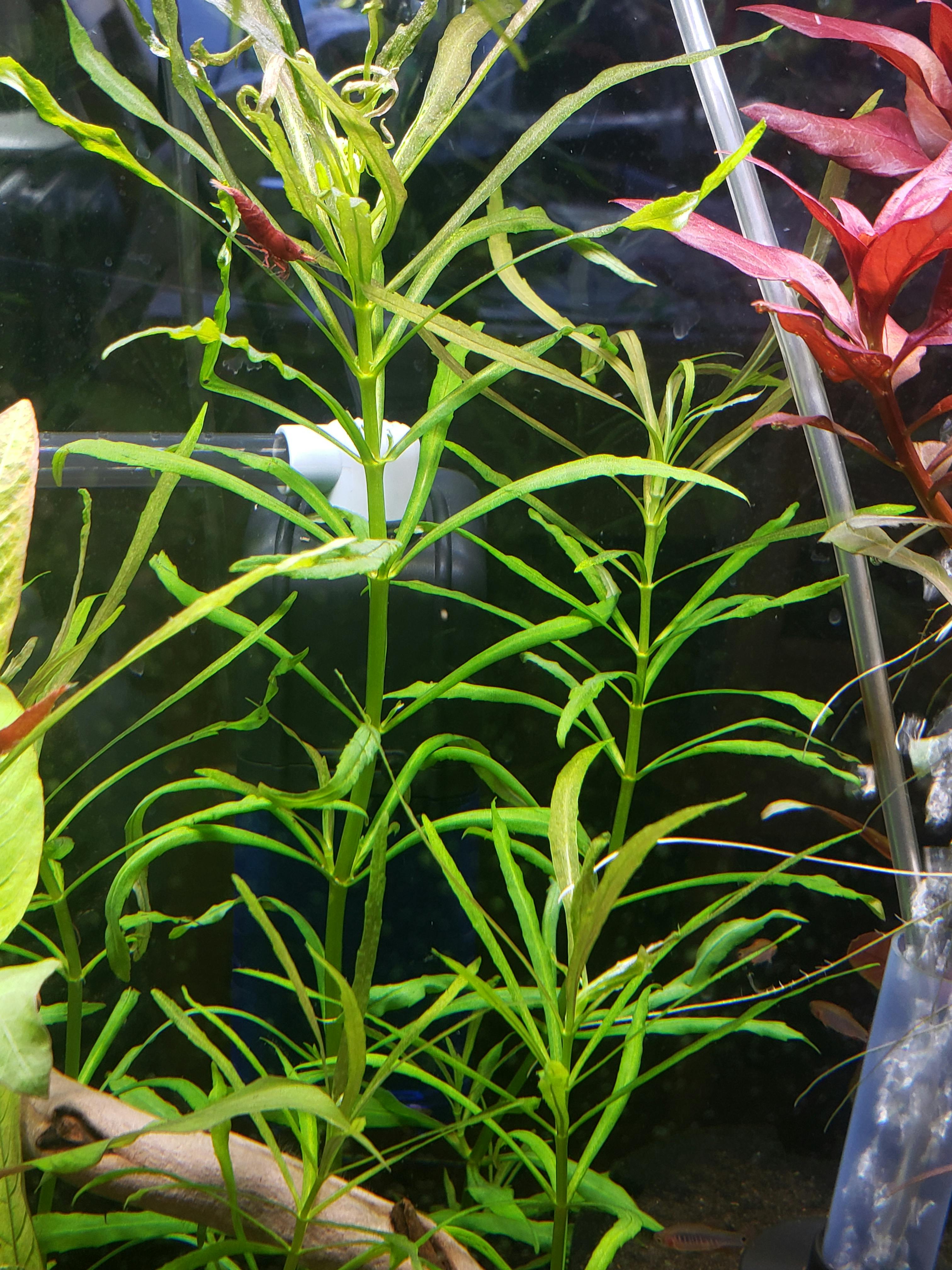 Aquarium CoOp Pogostemon Stellatus Octopus