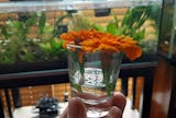 Aquarium Measuring Glass for Accurate Dosing