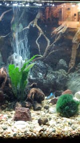 https://judgeme.imgix.net/aquarium-co-op/1622158720__20210225_054943__original.jpg?auto=format&w=160