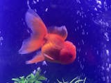 Saki-Hikari Fancy Goldfish - Genkikoi