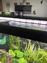 https://judgeme.imgix.net/aquarium-co-op/1677962053__image__original.jpg?auto=format&w=160