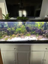 Aquarium Co-op Media Pad Ammonia