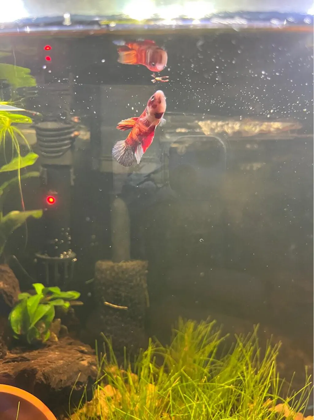 Hikari Freeze Dried Bloodworms Freeze Dried Food for Aquarium Fish Aquarium CoOp