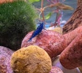 Aquarium Moss Ball for sale