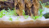 Montecarlo on 5 x 3? mat – Easy Foreground Carpet Aquarium Plant – AquaLeaf  Aquatics – Aqua Leaf Aquatics