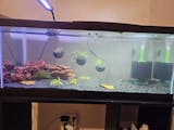 Montecarlo on 5 x 3? mat – Easy Foreground Carpet Aquarium Plant – AquaLeaf  Aquatics – Aqua Leaf Aquatics