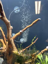 Aquarium Airline Suction Cup  Fish Tank Airline Tube Holder – Aquarium  Co-Op
