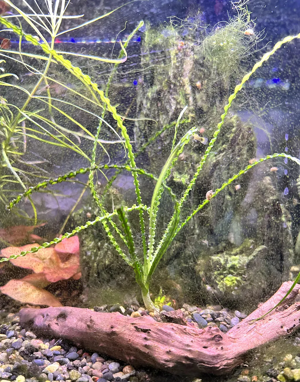 Crinum Calamistratum Fish Tank Plant Live Aquarium Plants for Sale