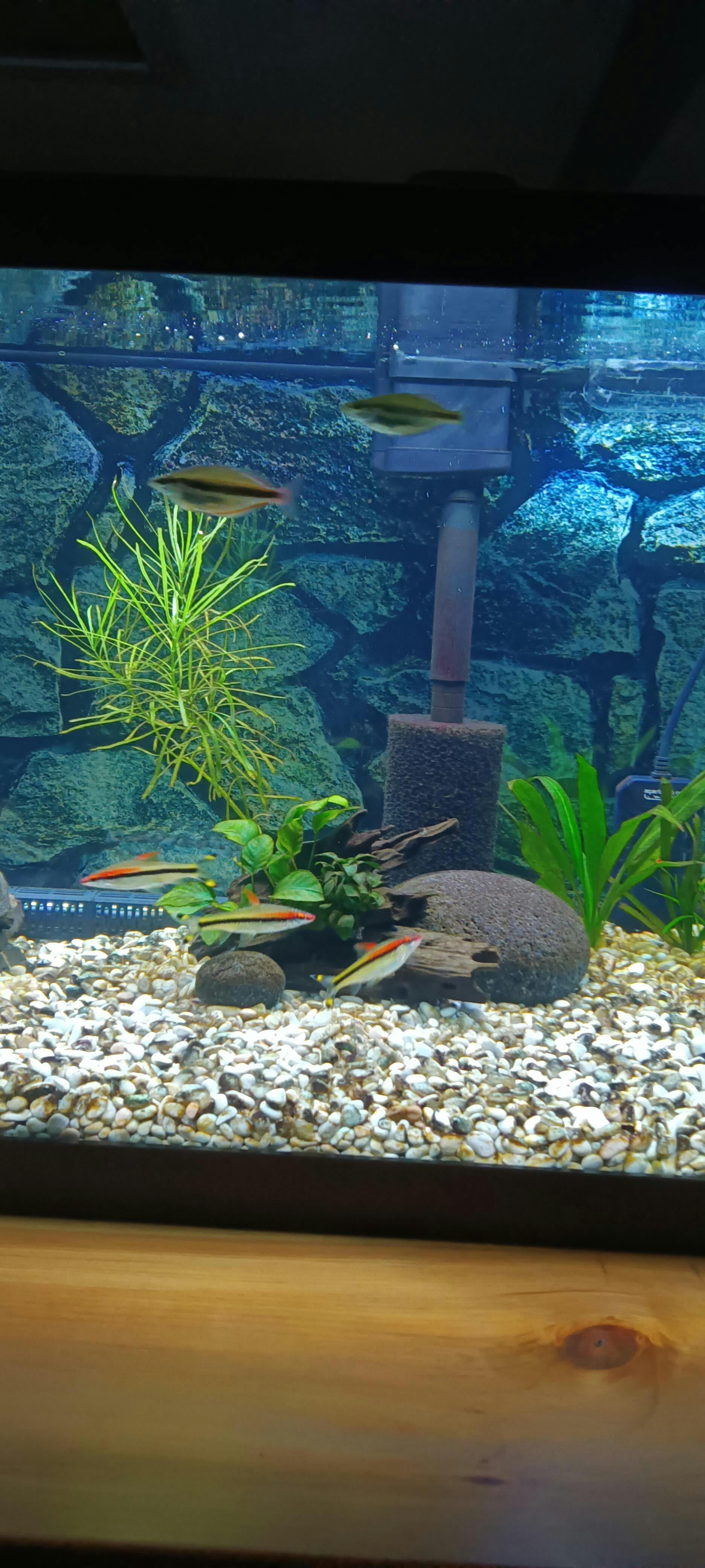 Seachem Purigen | Aquarium Filter Media to Remove Toxins – Aquarium Co-Op