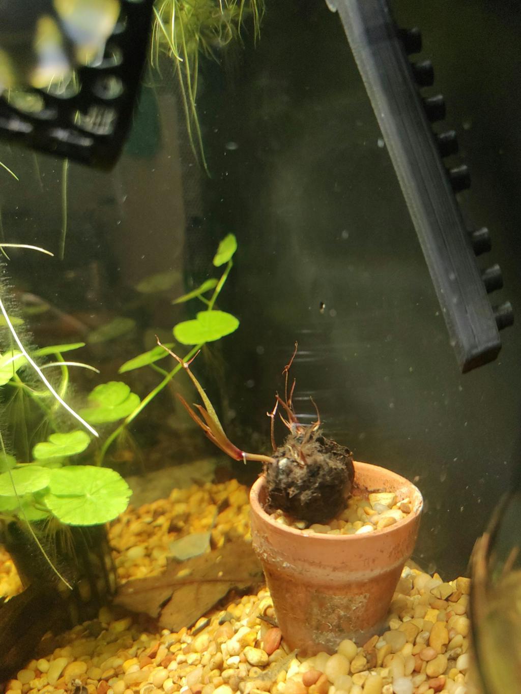 Dwarf Aquarium Lily Beginner Plants Live Aquarium Plants for Sale