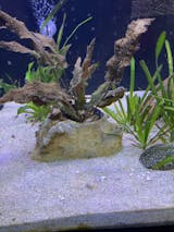 Easy Planter  Fake Rock Decor for Planting Live Aquarium Plants – Aquarium  Co-Op